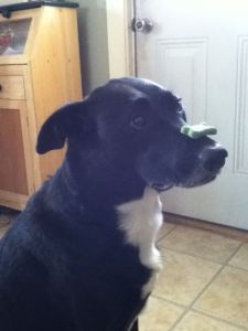 Balancing a dog biscuit